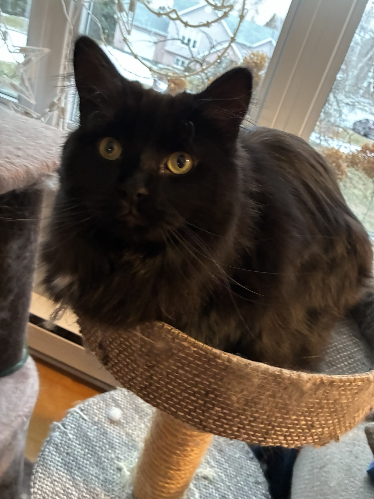 Callie, a black long-haired cat