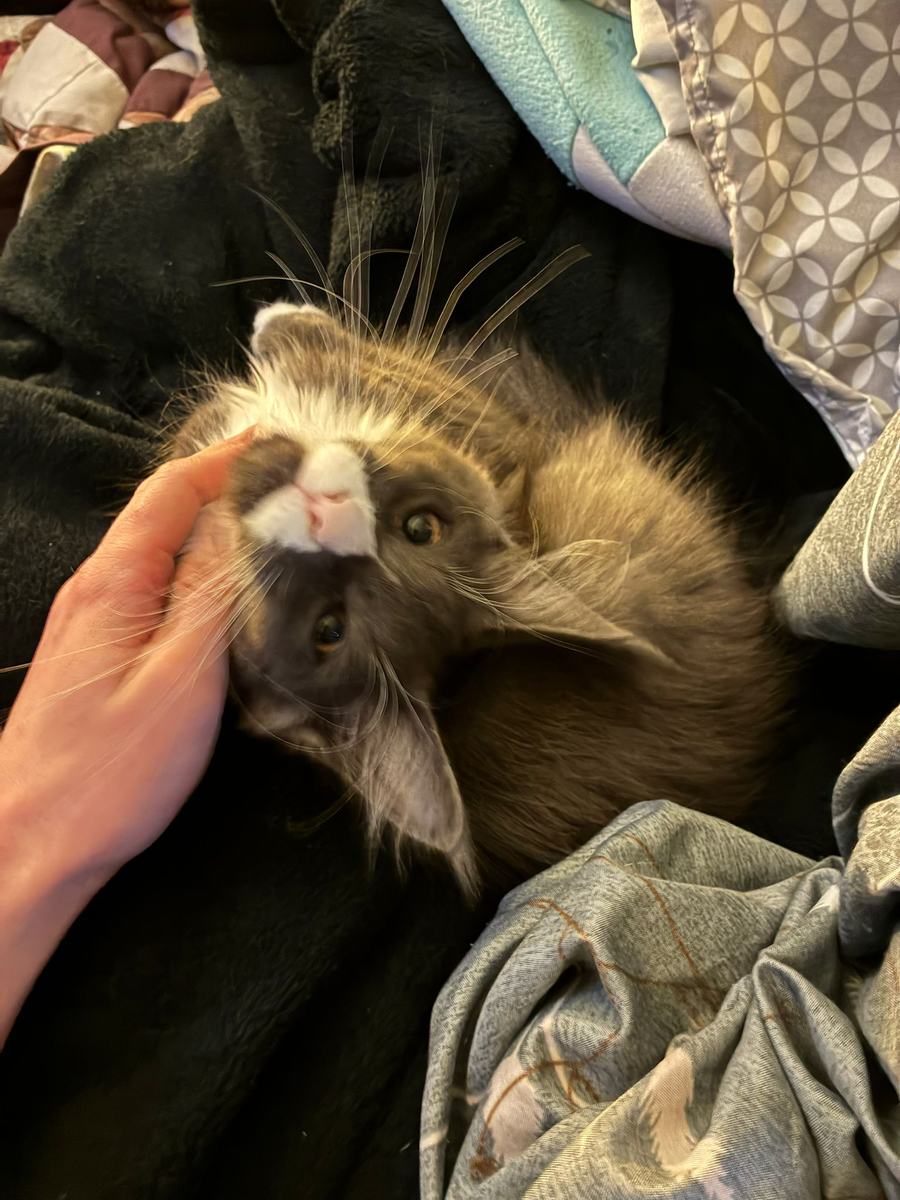 Loki, a fluffy grey kitten
