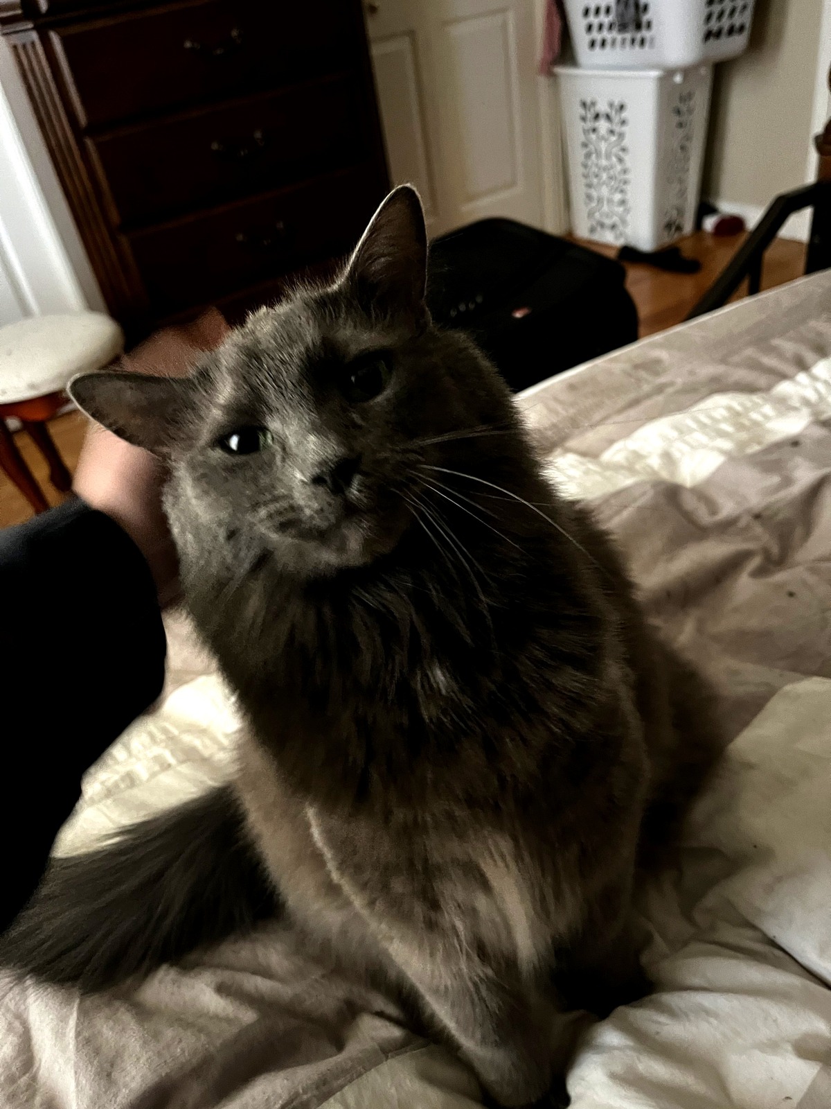 Sammy, a grey long-haired cat